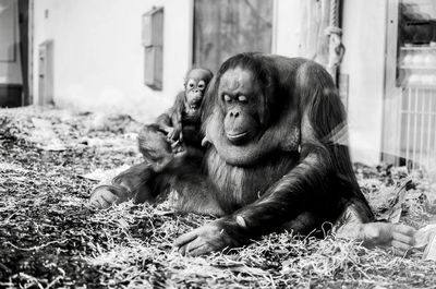 Close-up of monkey sitting on field