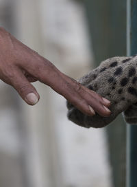 Cropped image of hand touching leopard paw in zoo