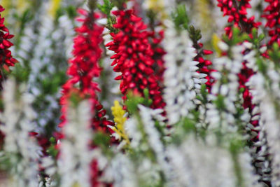 Close-up of red flowering plants