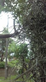 Close-up of plant against blurred background