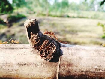 Close-up of a bird on wood