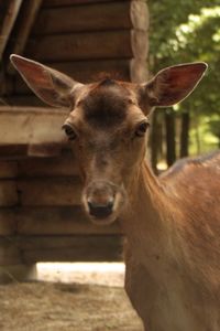 Close-up portrait of horse