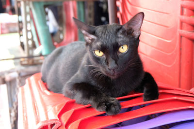 Close-up portrait of black cat