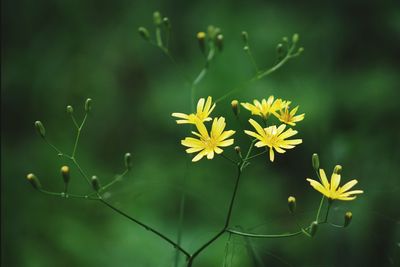 Close-up of yellow flower