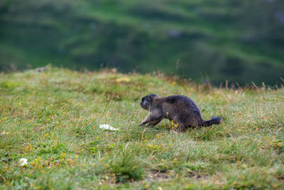 Side view of a reptile on field