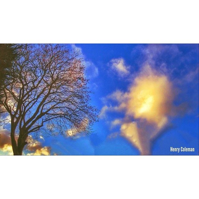 transfer print, auto post production filter, tree, sky, low angle view, blue, nature, tranquility, beauty in nature, cloud - sky, scenics, silhouette, outdoors, bare tree, tranquil scene, cloud, no people, sunset, branch, day