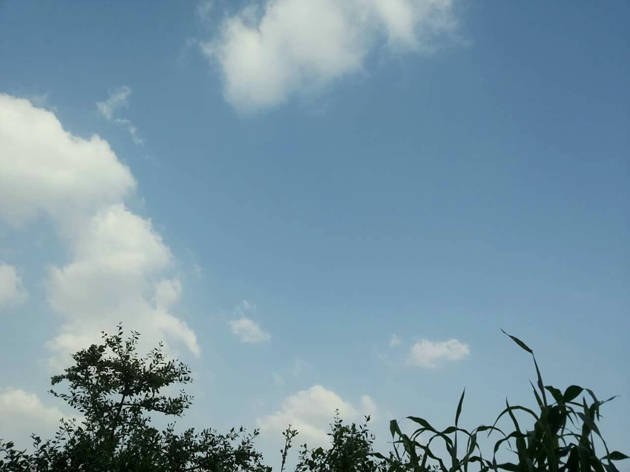 low angle view, sky, tree, cloud - sky, blue, tranquility, nature, beauty in nature, cloud, growth, high section, scenics, branch, tranquil scene, cloudy, treetop, outdoors, day, silhouette, no people