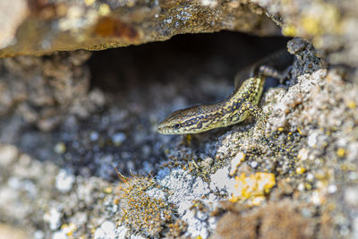 A macro shot of a lizard standing on a rock in front of a pit on a hot summer day.