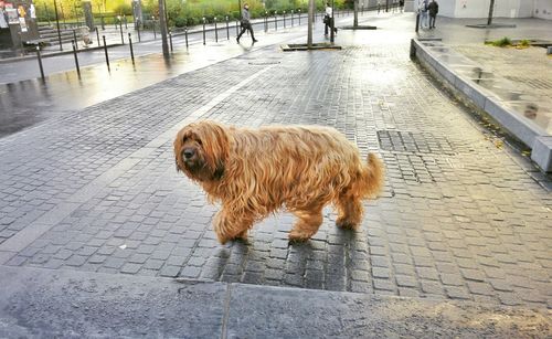 Close-up of dog