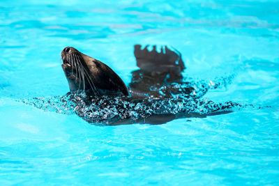 Close-up of duck swimming in pool