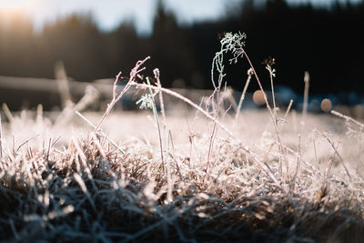 Close-up of frozen plant on field in winter