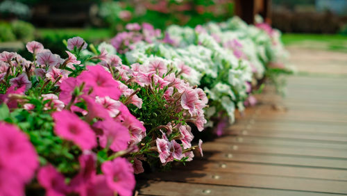 Close-up of pink flowering plant