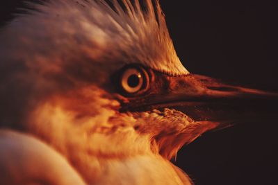 Close-up of bird