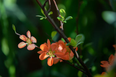 Close-up of orange flowers growing on plant