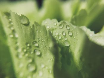 Close-up of wet plant leaves during rainy season