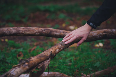 Close-up of hand holding tree