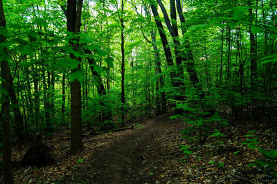 Trees in forest