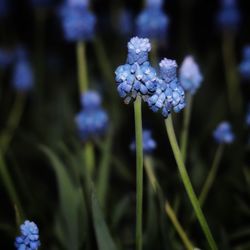 Close-up of purple flowering plants on field