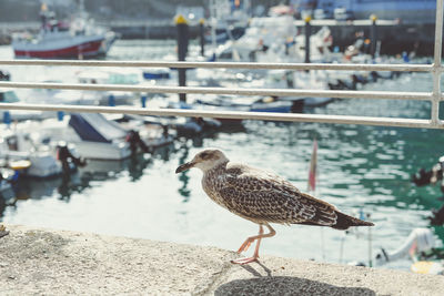 Side view of seagull perching on retaining wall