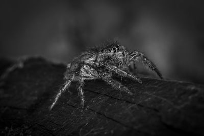 Close-up of spider on wood