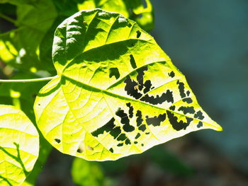 Close-up of butterfly on leaves