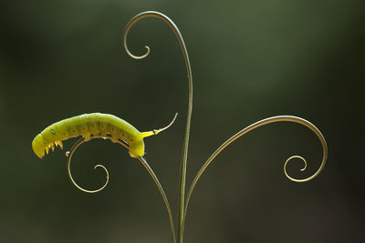 Close-up of green leaf