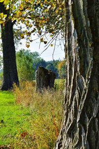 Trees in a field