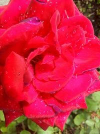 Close-up of wet pink rose flower