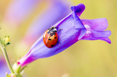 Close-up of insect on purple flower