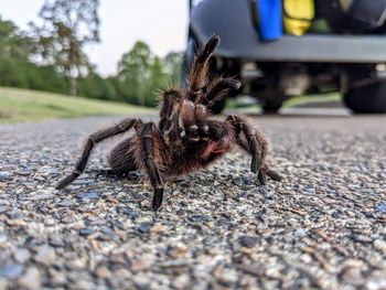 Came across a tarantula during a round of golf.