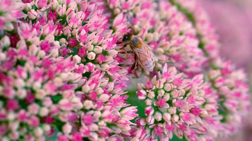 Close-up of bee pollinating on pink flower