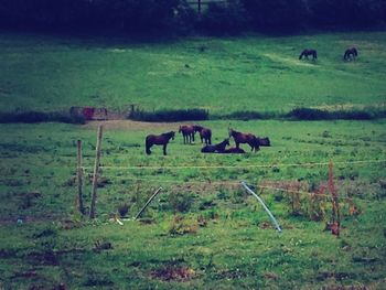 Cow grazing on grassy field