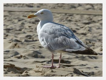 Close-up of seagull