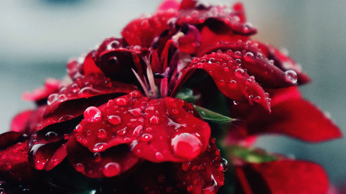 Close-up of wet red flower