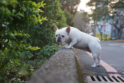 Dog in park