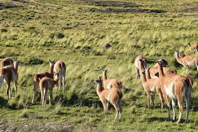 Sheep grazing on field