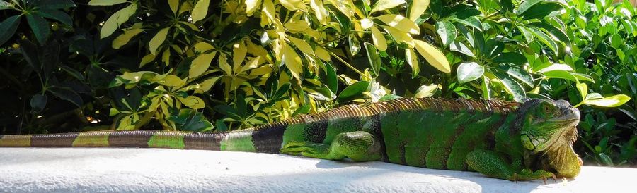 Close-up of green plants