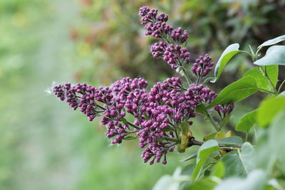 Close-up of pink flowering plant
