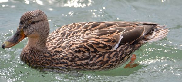 Close up of a bird in water