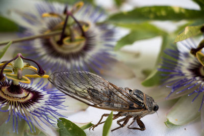 Close-up of butterfly pollinating on flower