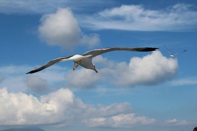 Low angle view of seagulls flying against sky