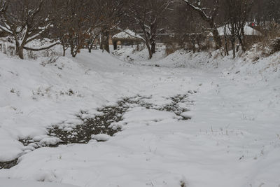 Trees on snow covered landscape