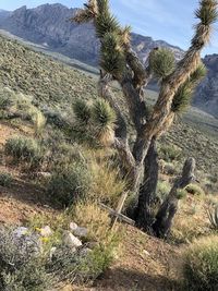 Cactus growing on field against sky