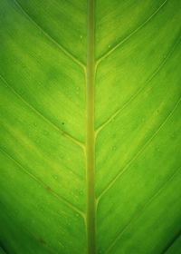 Full frame shot of green leaf