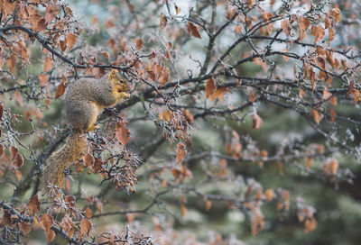 Squirrel on tree branch