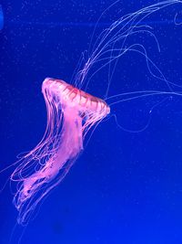 Close-up of jellyfish in sea