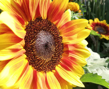 Close-up of sunflower