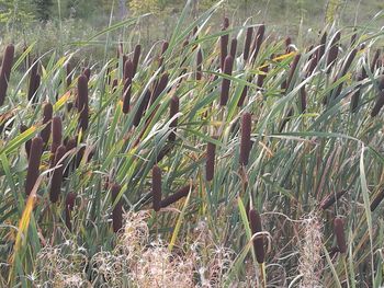 Close-up of fresh green plants in field