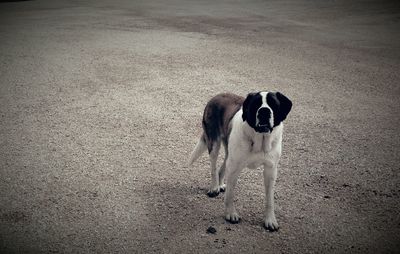Full length of saint bernard dog standing on street