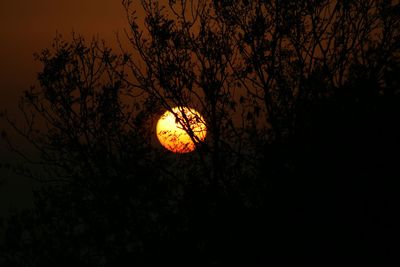 Low angle view of illuminated tree against sky at night